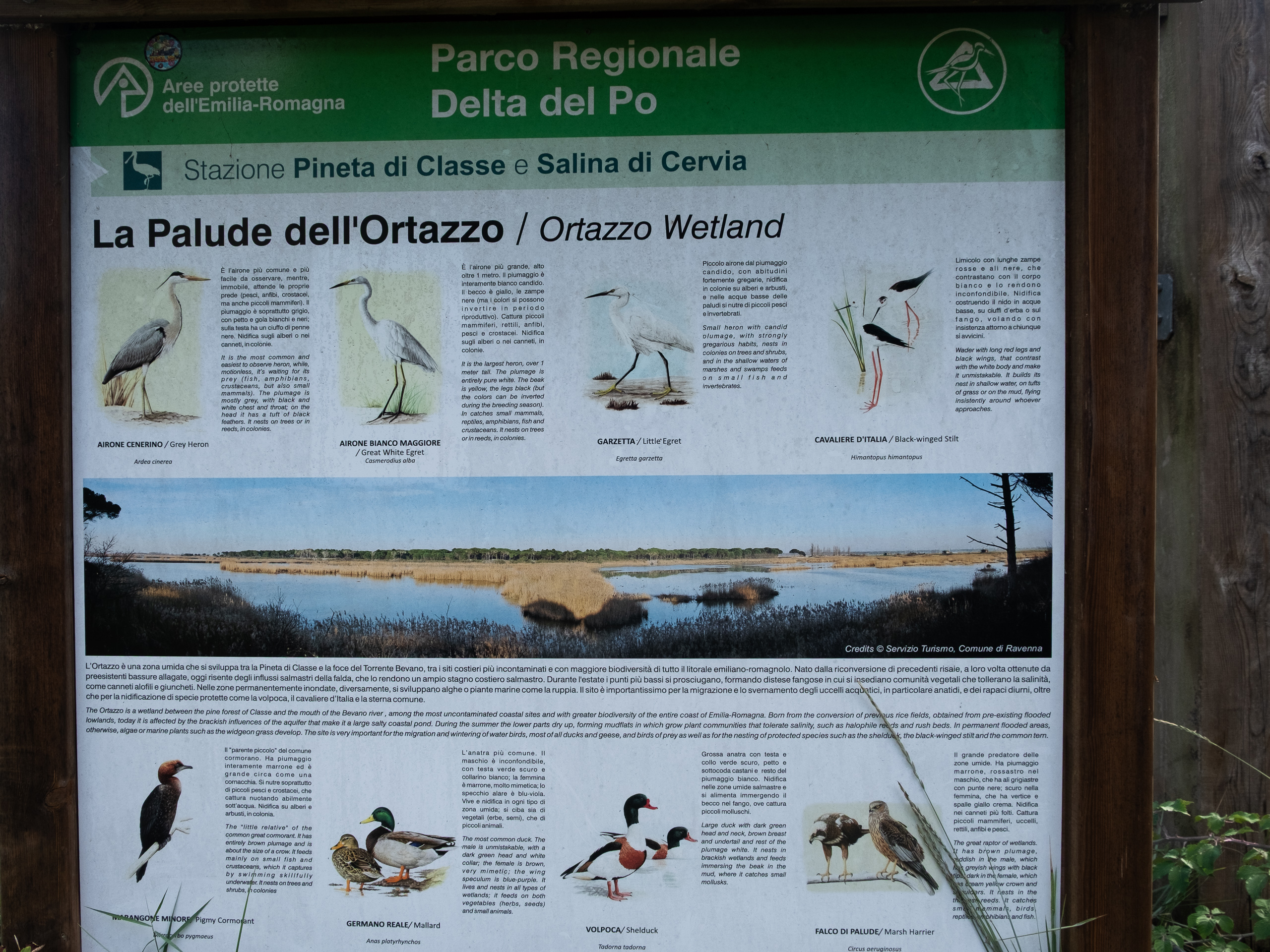 Infotafel zur Palude dell'Ortazzo – Reiher, Stelzenläufer und Enten